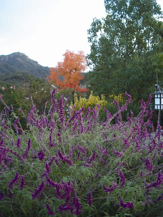 Native Plants in local backyard