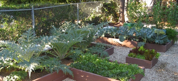 Sustainable Garden