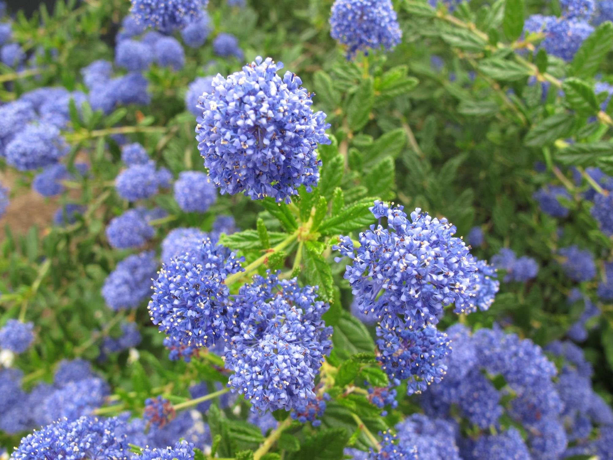 Ceanothus _Concha_