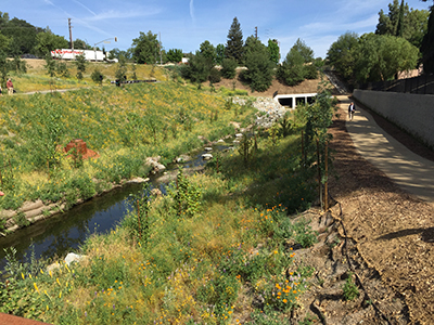 Restored section of Medea Creek, looking north.