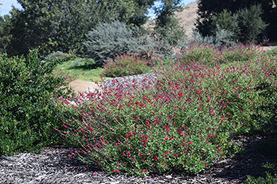 Native Drought Garden