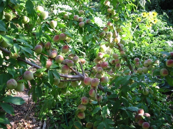 Edible Landscaping