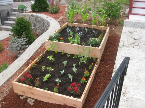 Vegetable Garden